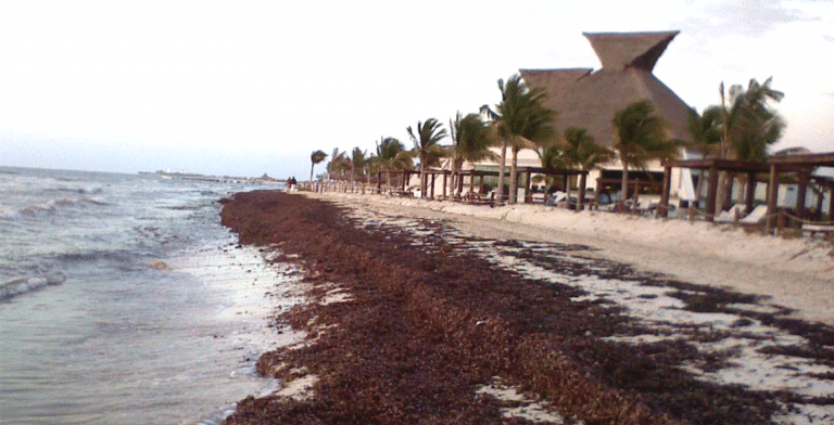 sargassum removal before cleaning