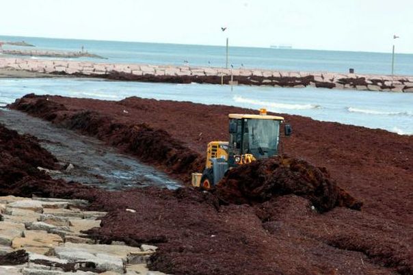 Surf Rake Helps Sargassum Seaweed Cleanup Efforts in Galveston, TX