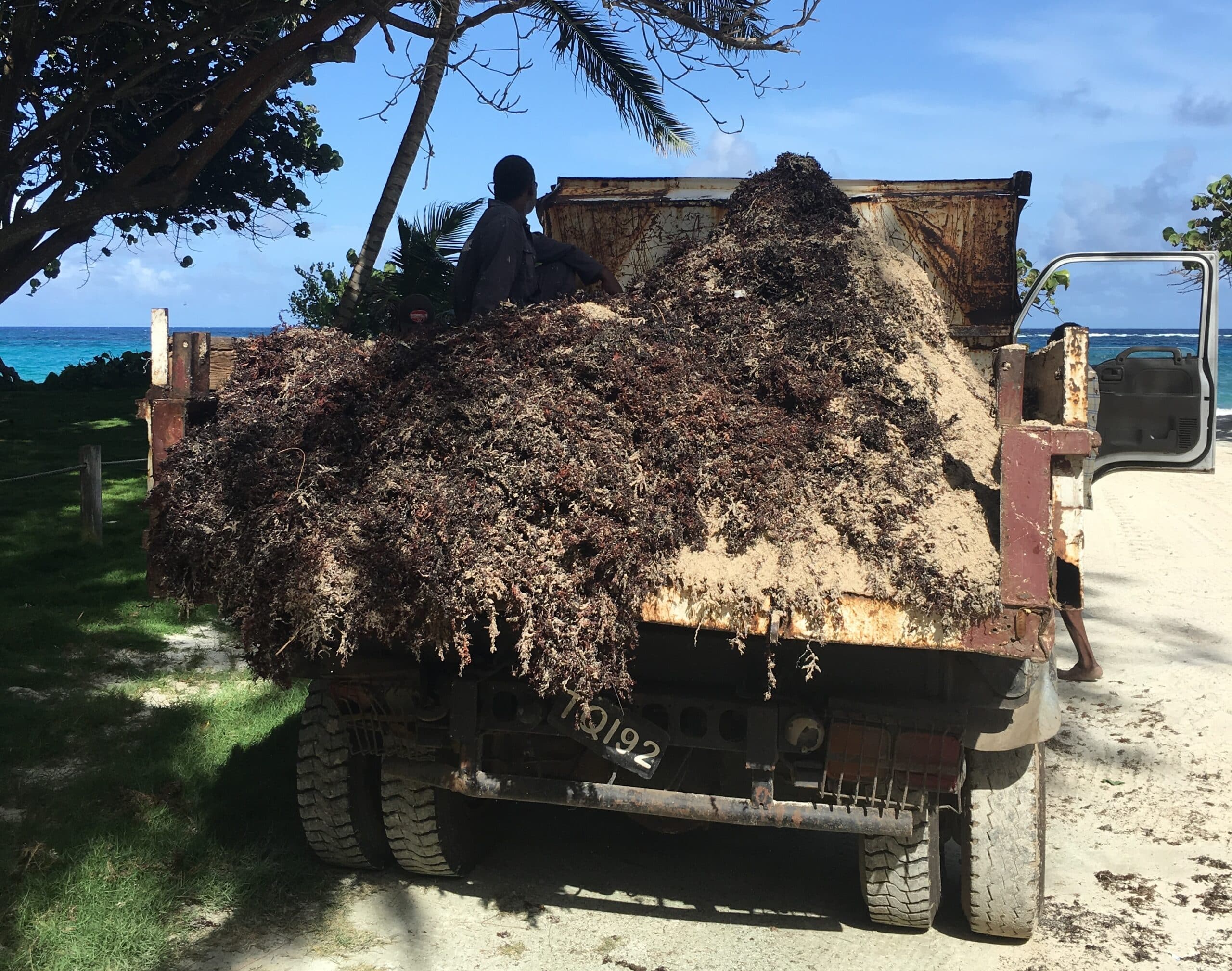 truck bed over-stuffed with sargassum