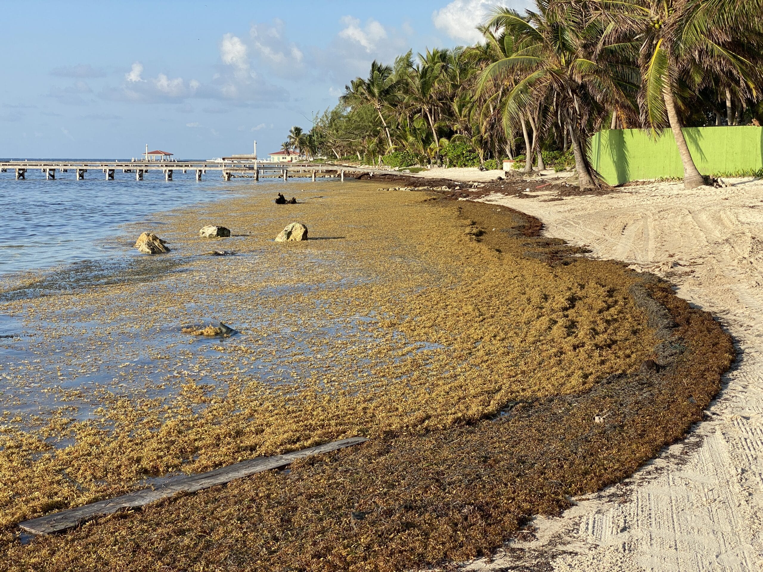 sargassum covers a beach